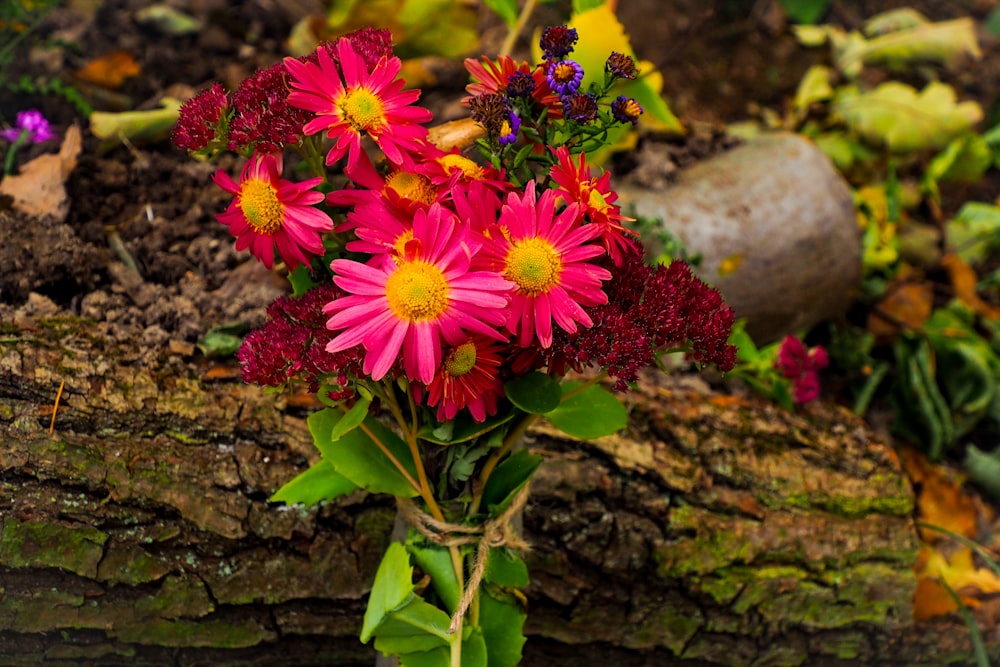 a bunch of flowers that are sitting on a log