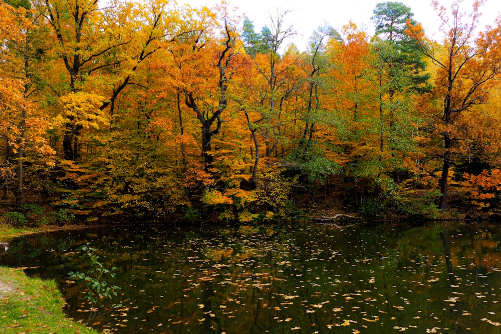 a pond surrounded by trees in the fall