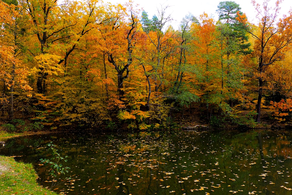 Ein Teich umgeben von Bäumen im Herbst