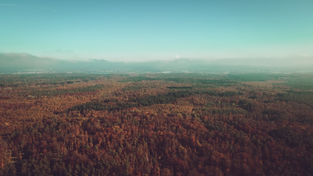 an aerial view of a forest in the middle of the day