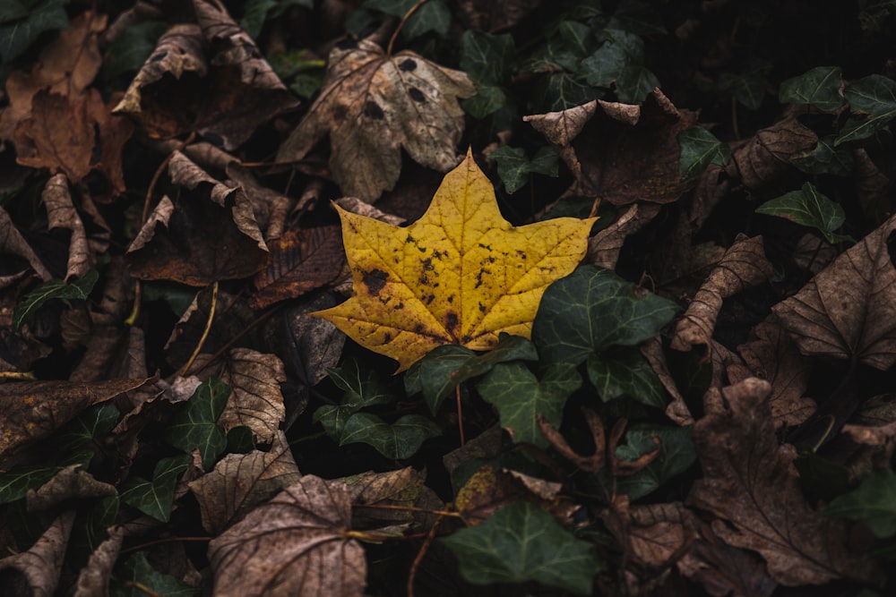 a yellow leaf laying on top of a pile of leaves