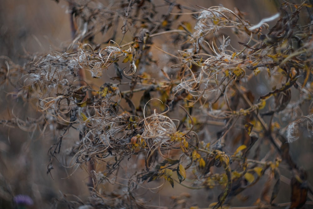 a close up of a tree with lots of leaves