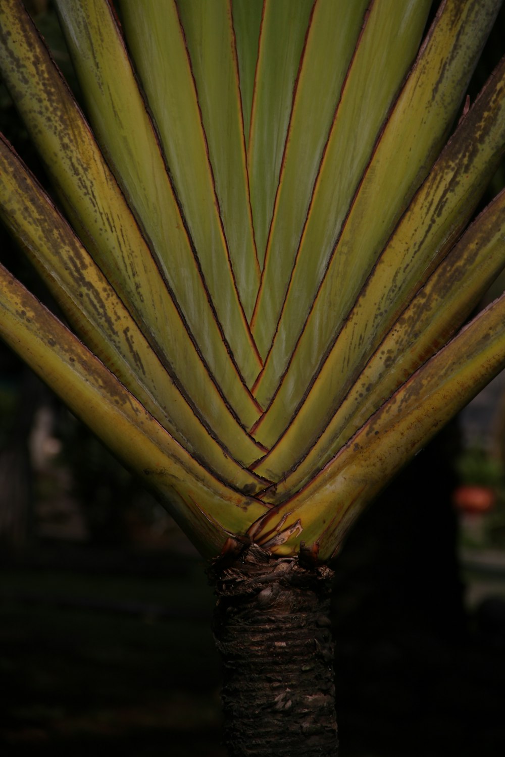 a close up of a palm tree with green leaves