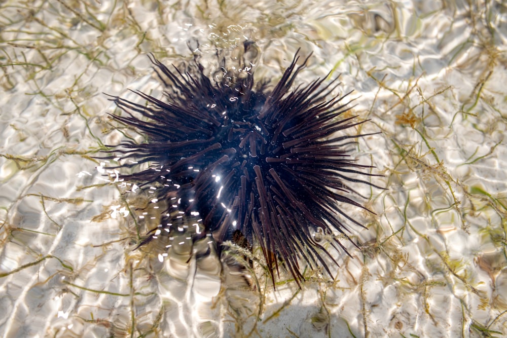a sea urchin in the sand on the beach