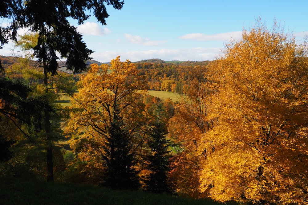 a scenic view of a valley surrounded by trees