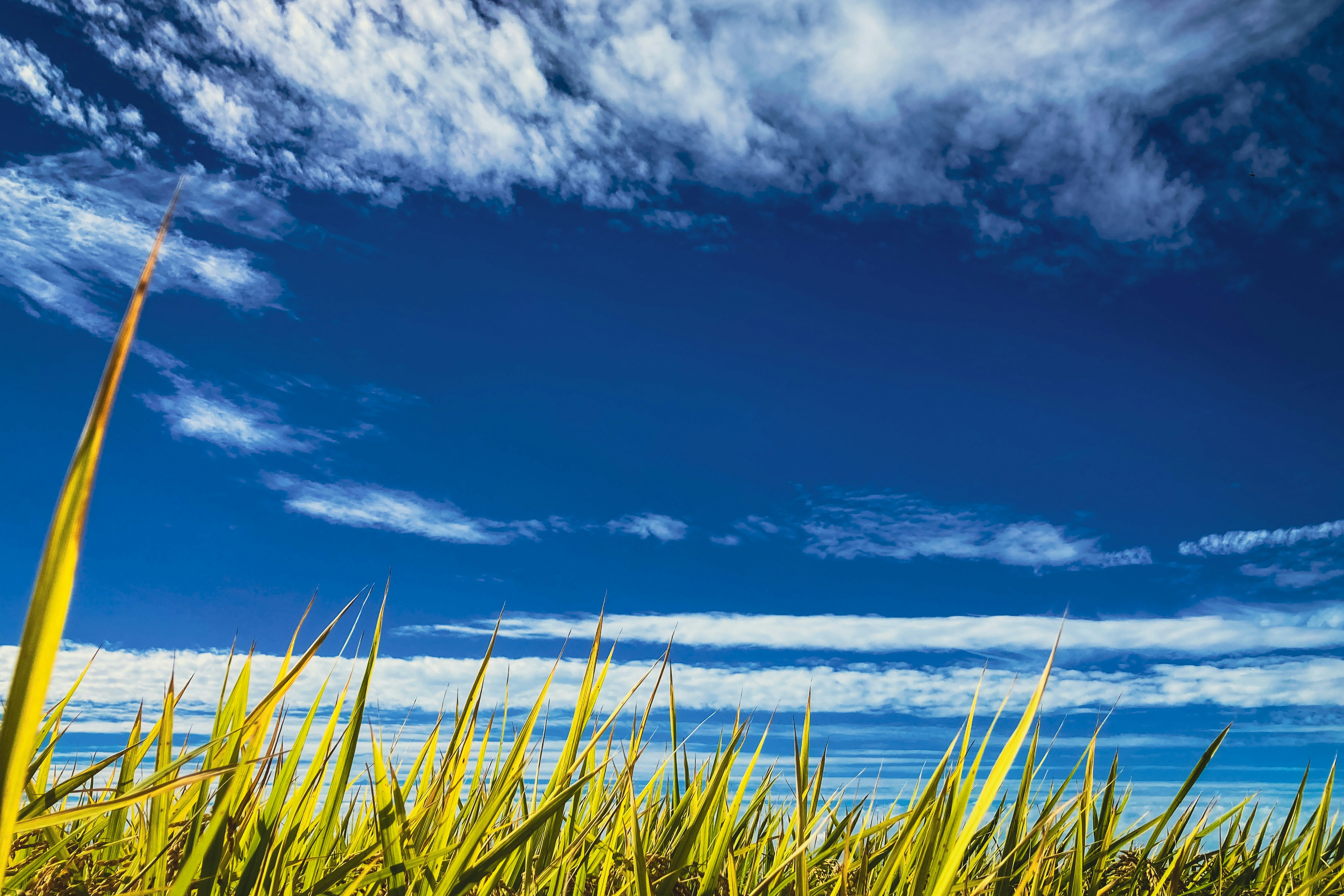 Photo by shimikumi32