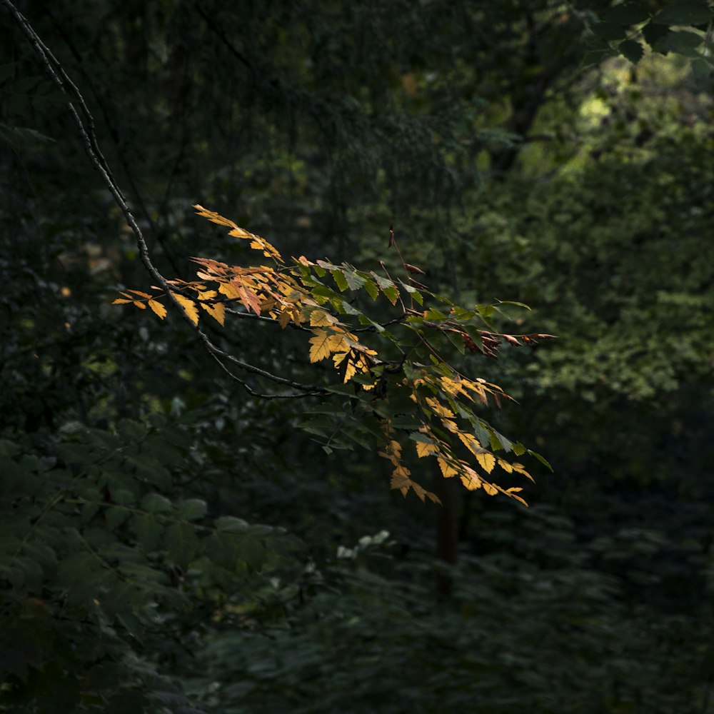 a leafy tree in the middle of a forest