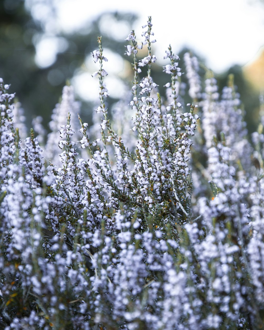 a bunch of lavender flowers in a field