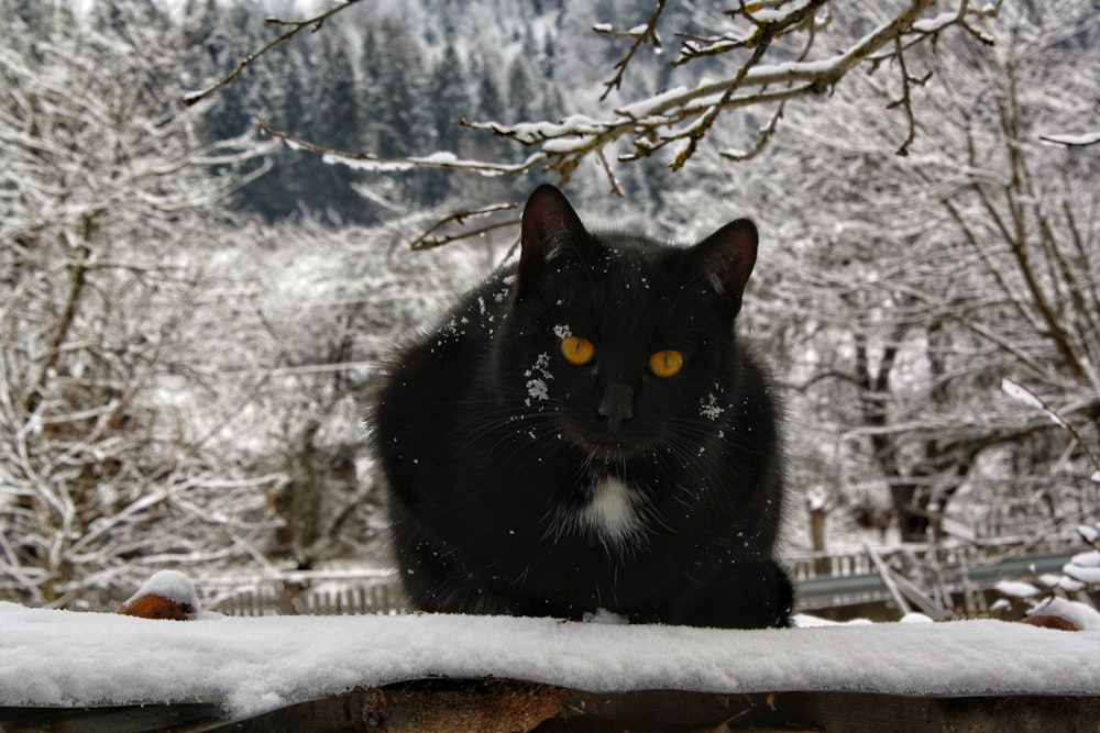 a black cat sitting on top of a snow covered roof