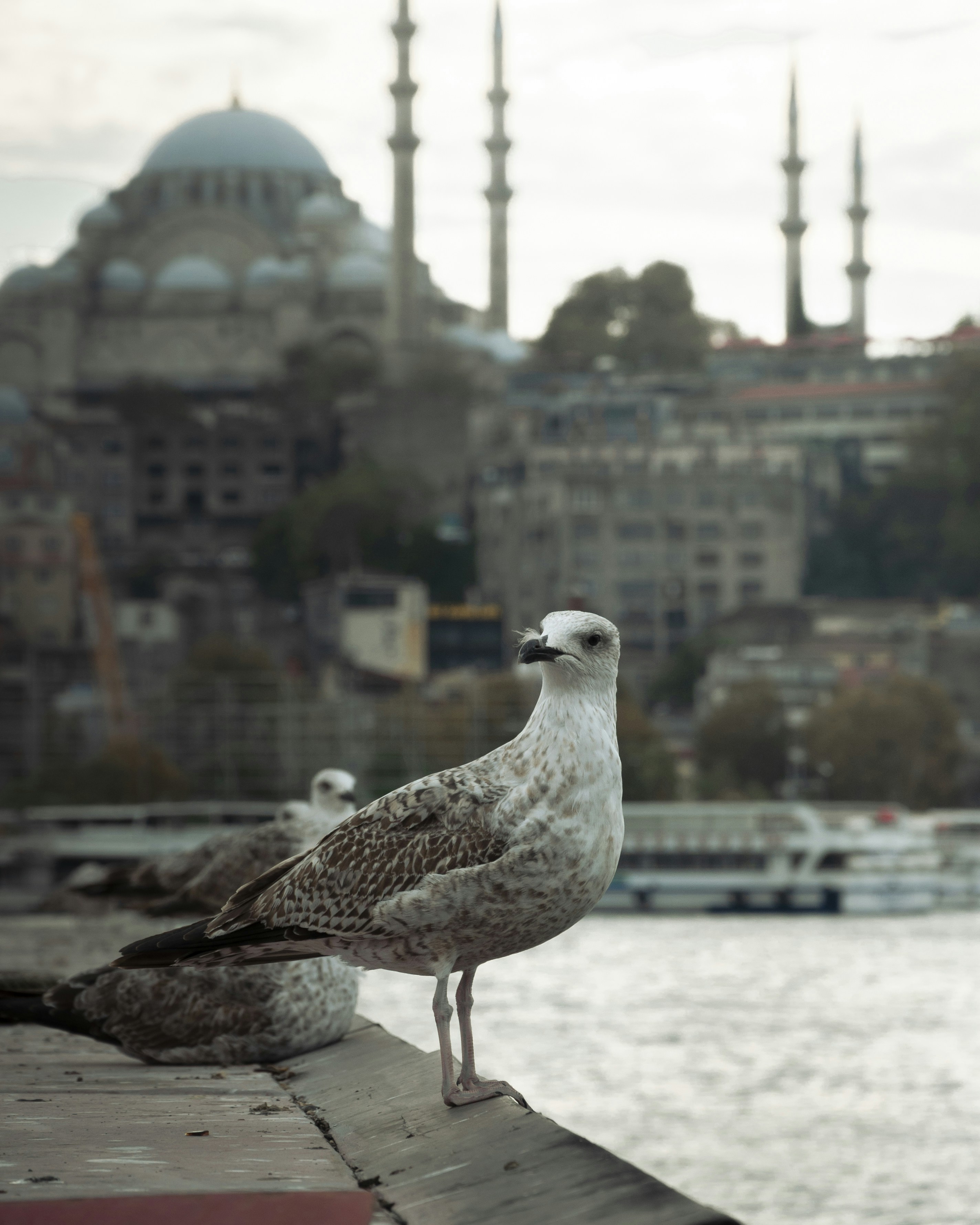 9 Turkey Tourist Attractions Near Istanbul’s Historic Towers