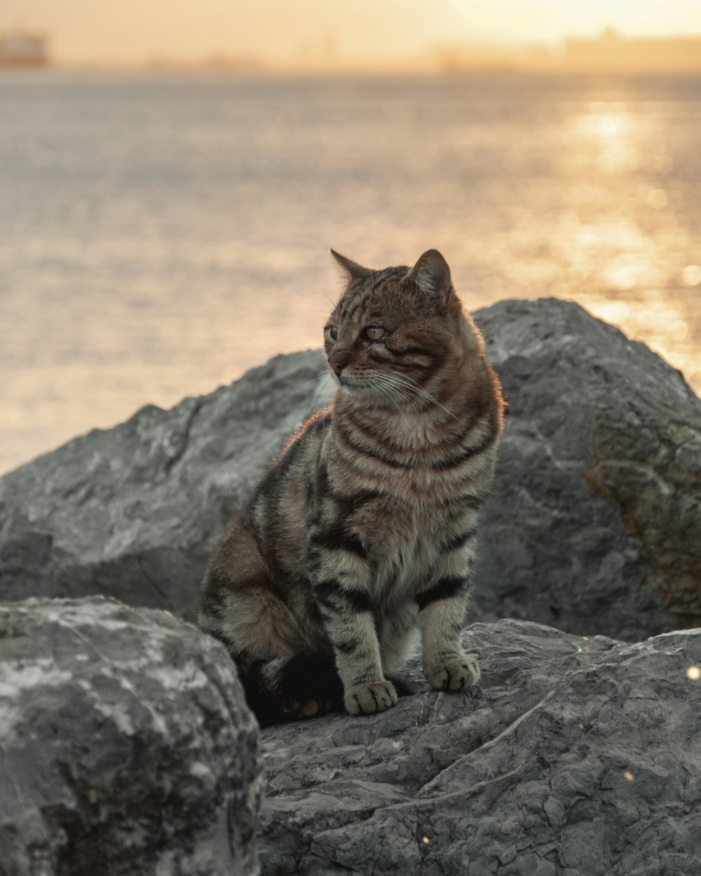 a cat sitting on top of a rock near the ocean