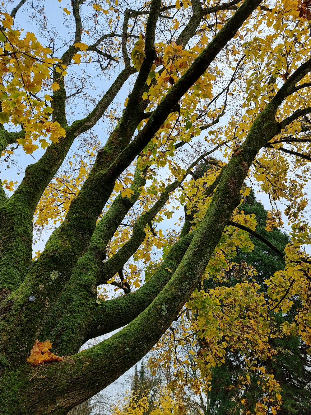 a large tree with lots of leaves on it