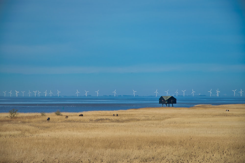 a field of dry grass with wind mills in the background