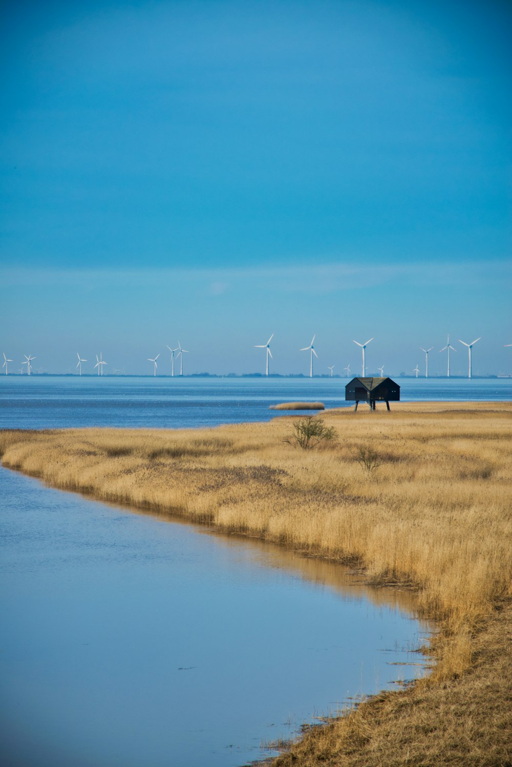 a large elephant standing on top of a dry grass field