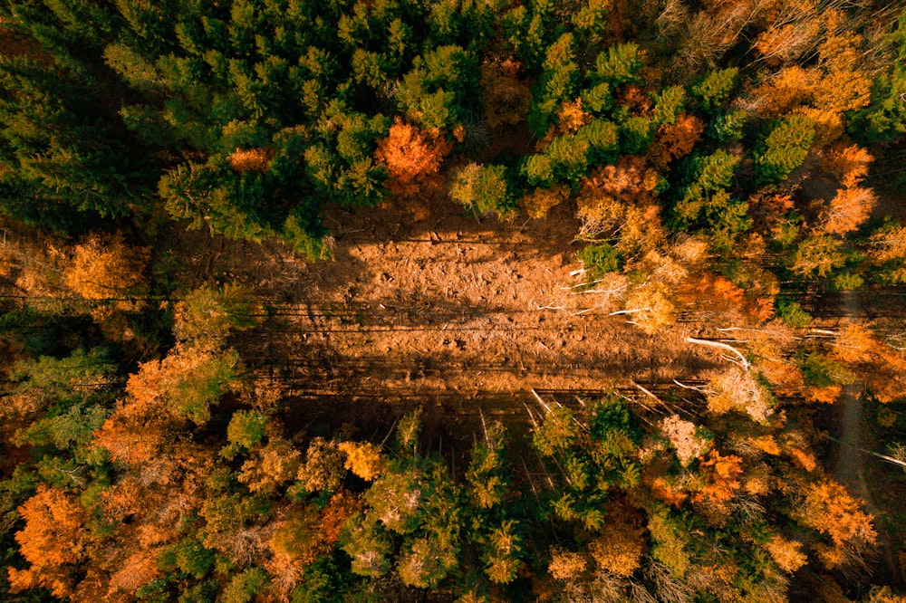 an aerial view of a forest with lots of trees