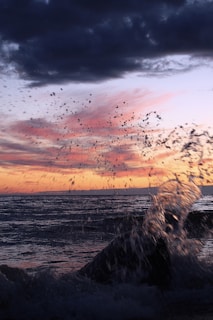a flock of birds flying over a body of water