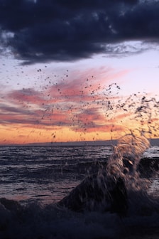 a flock of birds flying over a body of water
