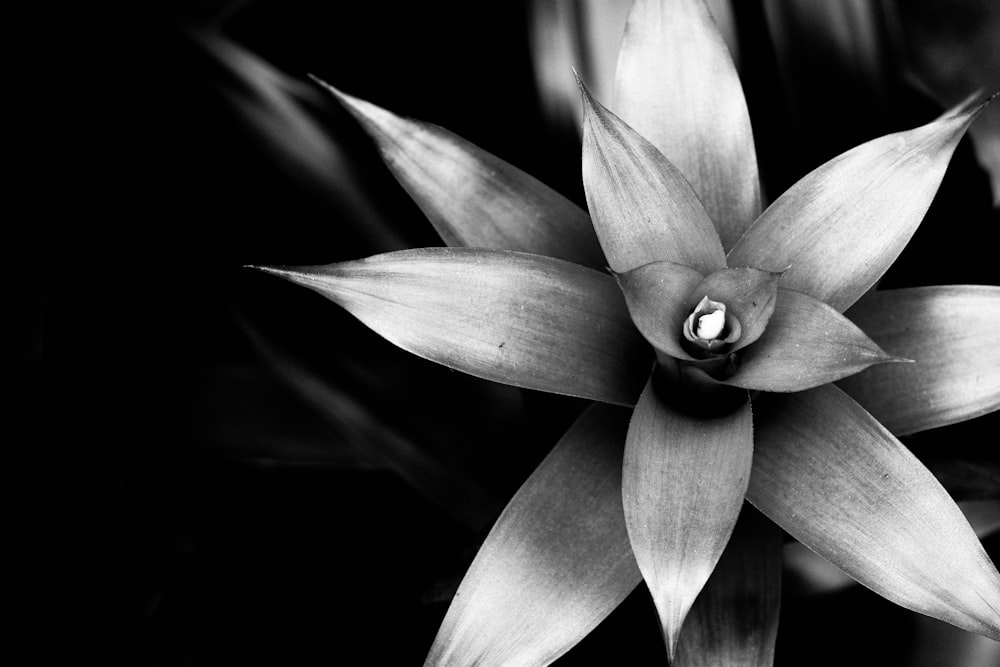 a black and white photo of a flower