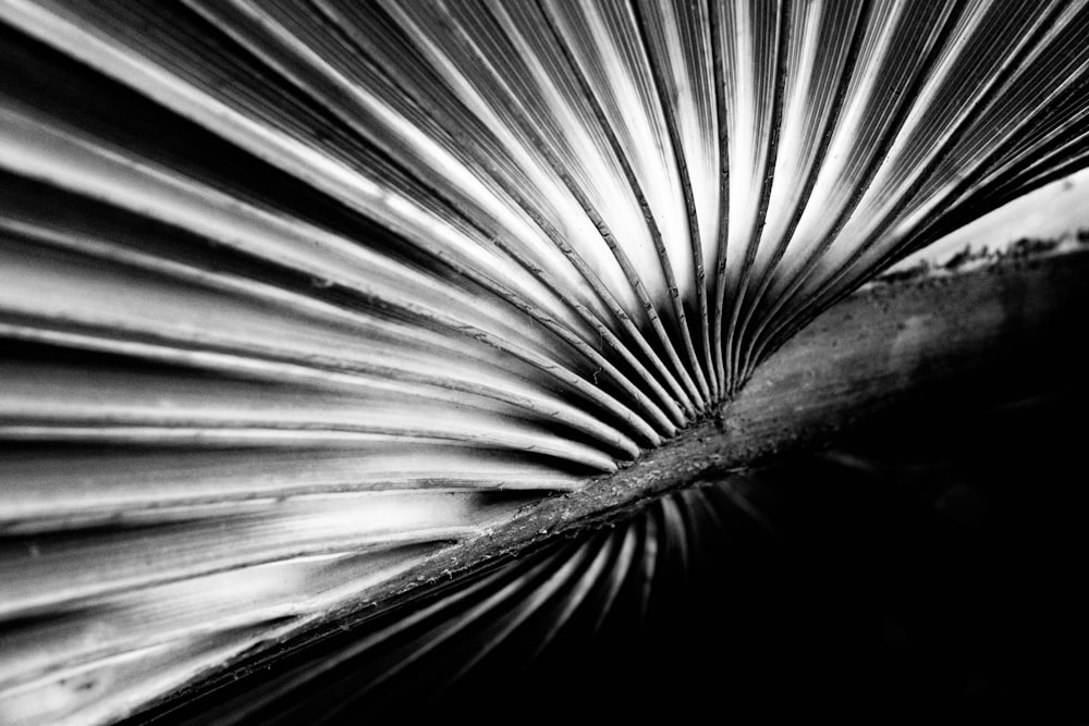 a black and white photo of a leaf