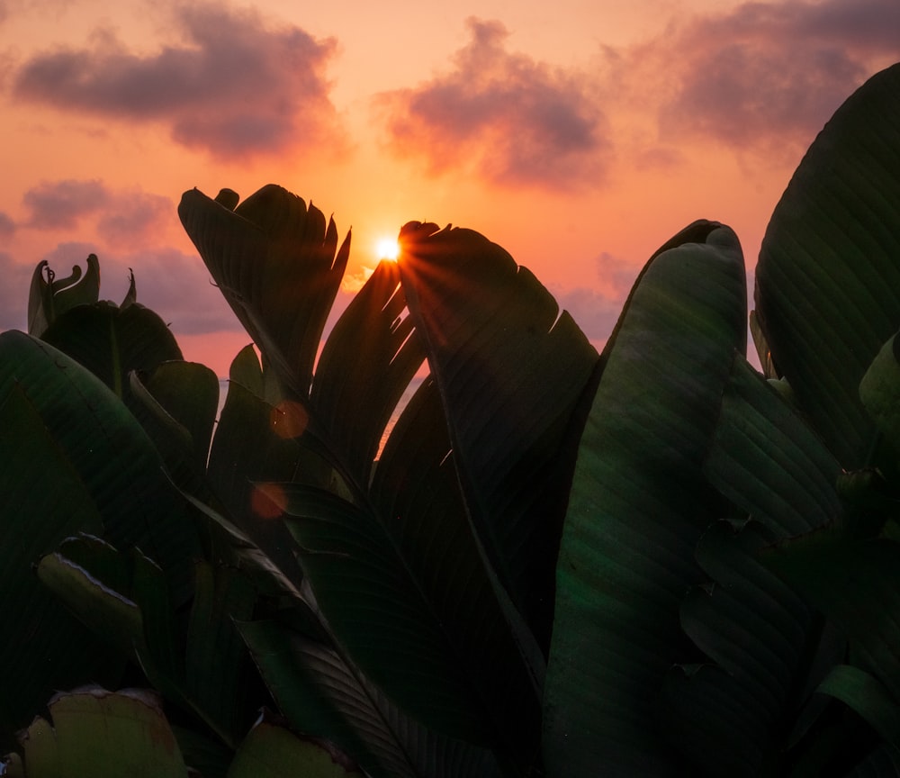 the sun is setting behind the leaves of a plant