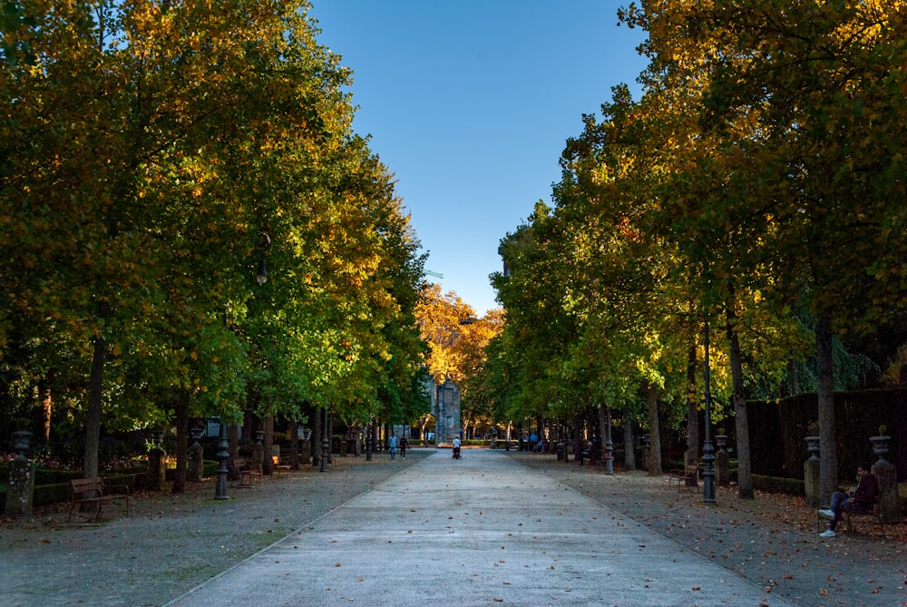 an empty street lined with lots of trees