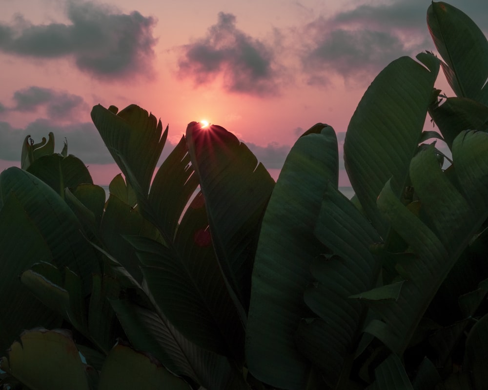 the sun is setting behind some green leaves