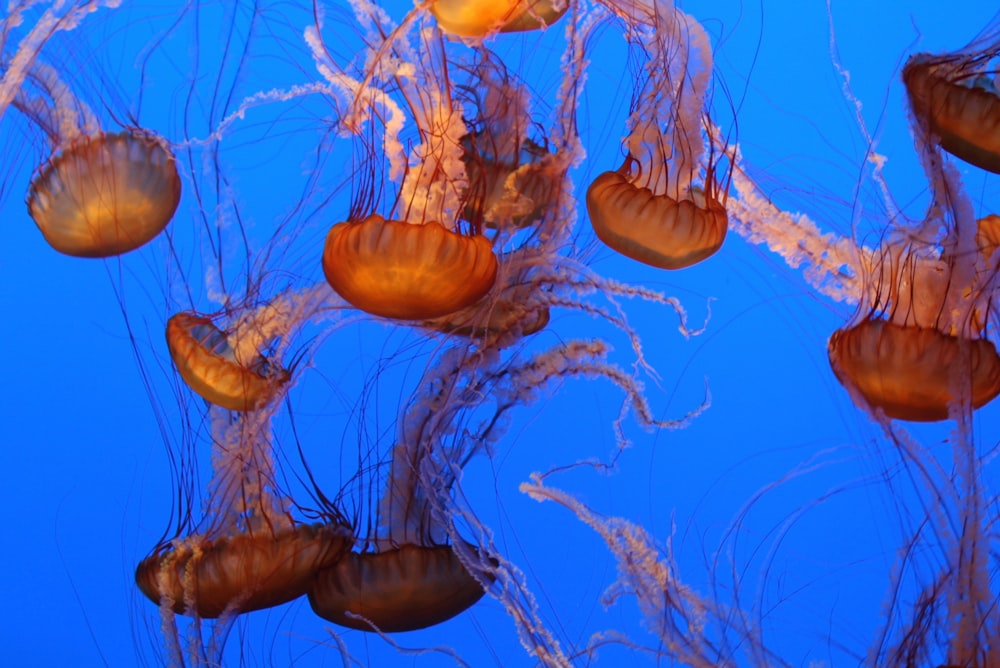 a group of jellyfish swimming in the ocean