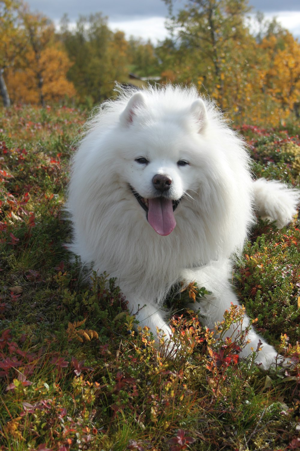 a white dog is sitting in a field