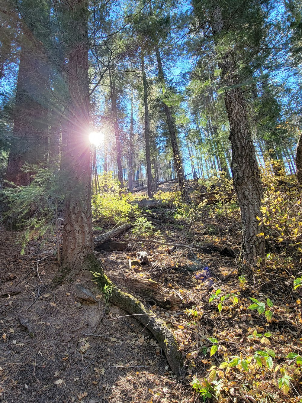 the sun is shining through the trees in the woods