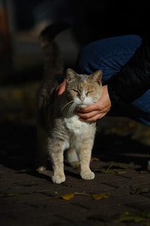 An expert gently handling a curious cat during an animal behavior consultation