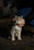 A light-colored cat with a calm expression stands on a paved ground in the shadow. A person's hands gently hold the cat's head, suggesting a scene of affection or bonding.