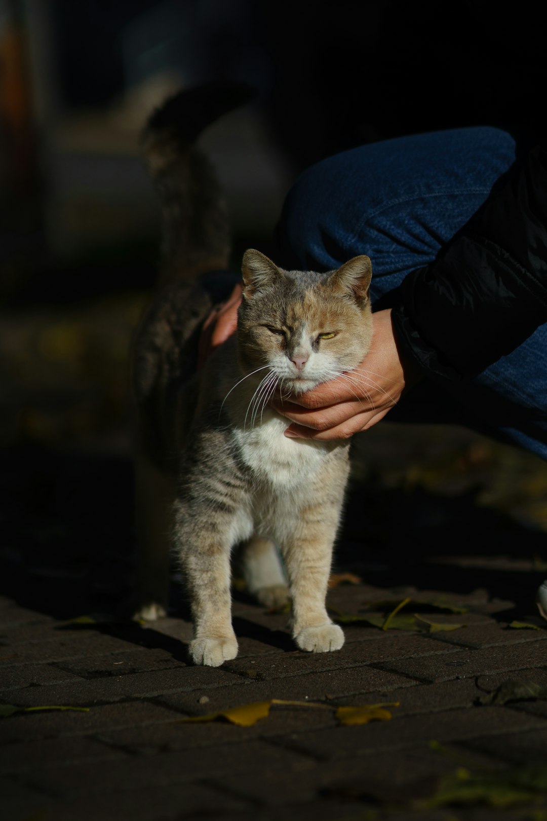 こちらを見つめる愛猫のアップ