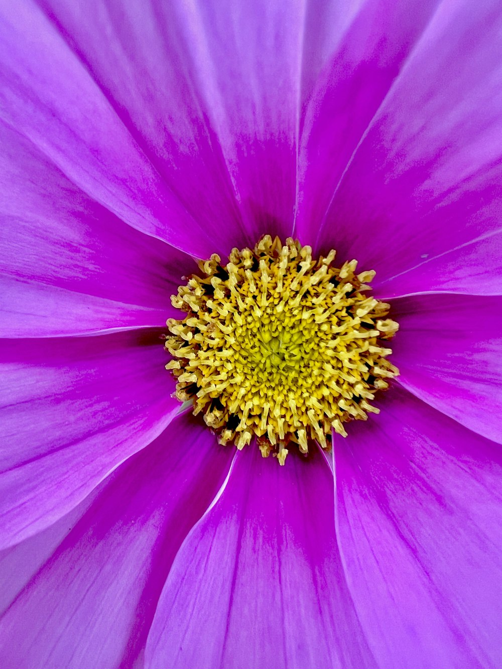 a close up of a purple flower with a yellow center