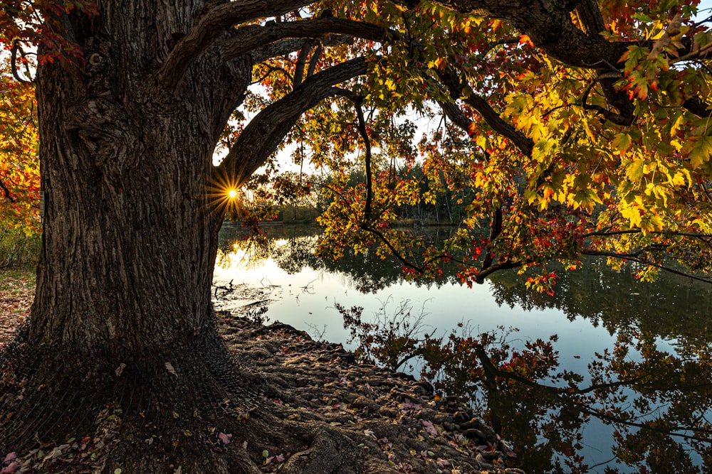 a large tree sitting next to a river under a tree