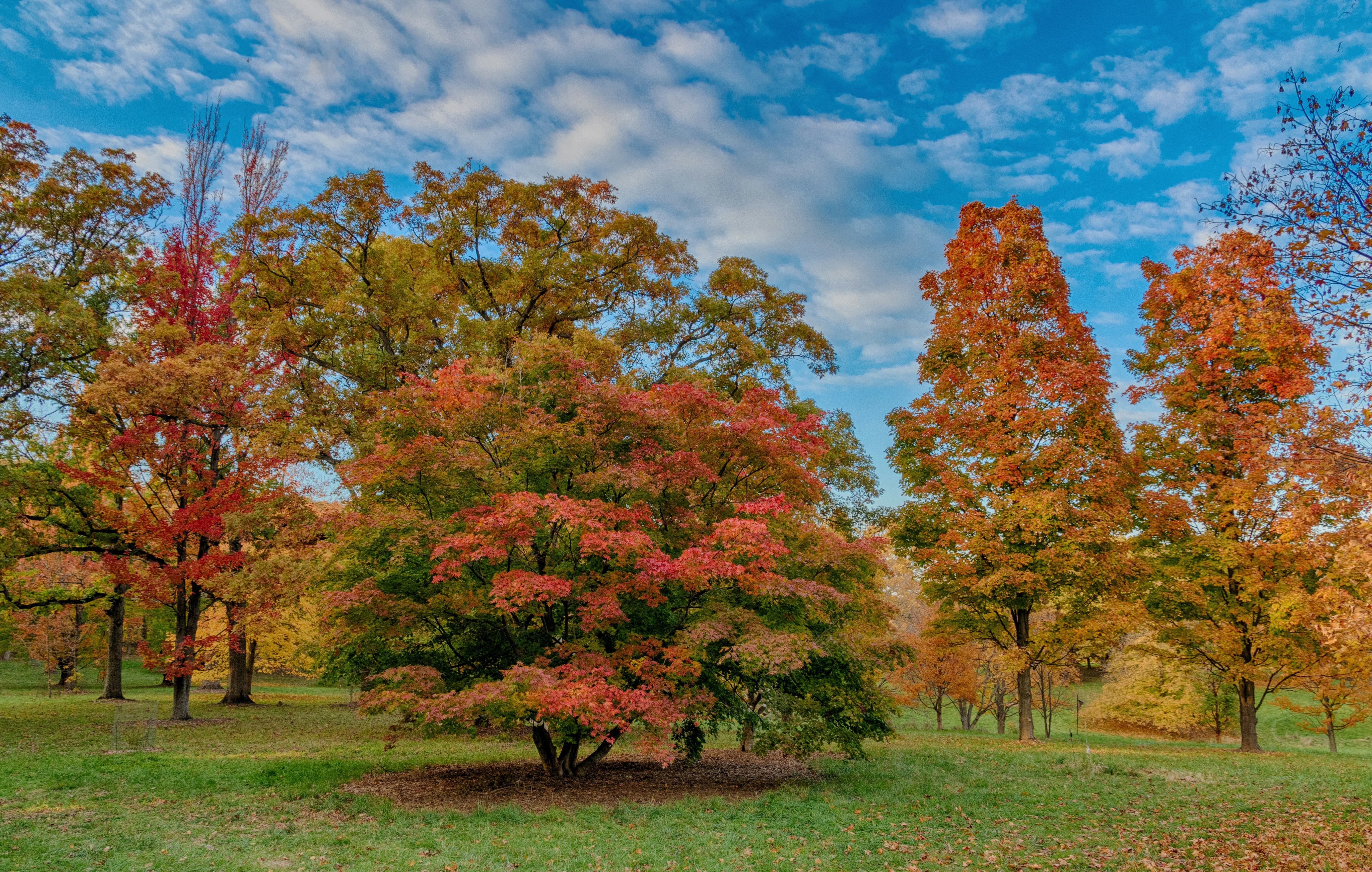 A Japanese Maple takes center stage in this beautiful collection of Maple trees in the Fall.