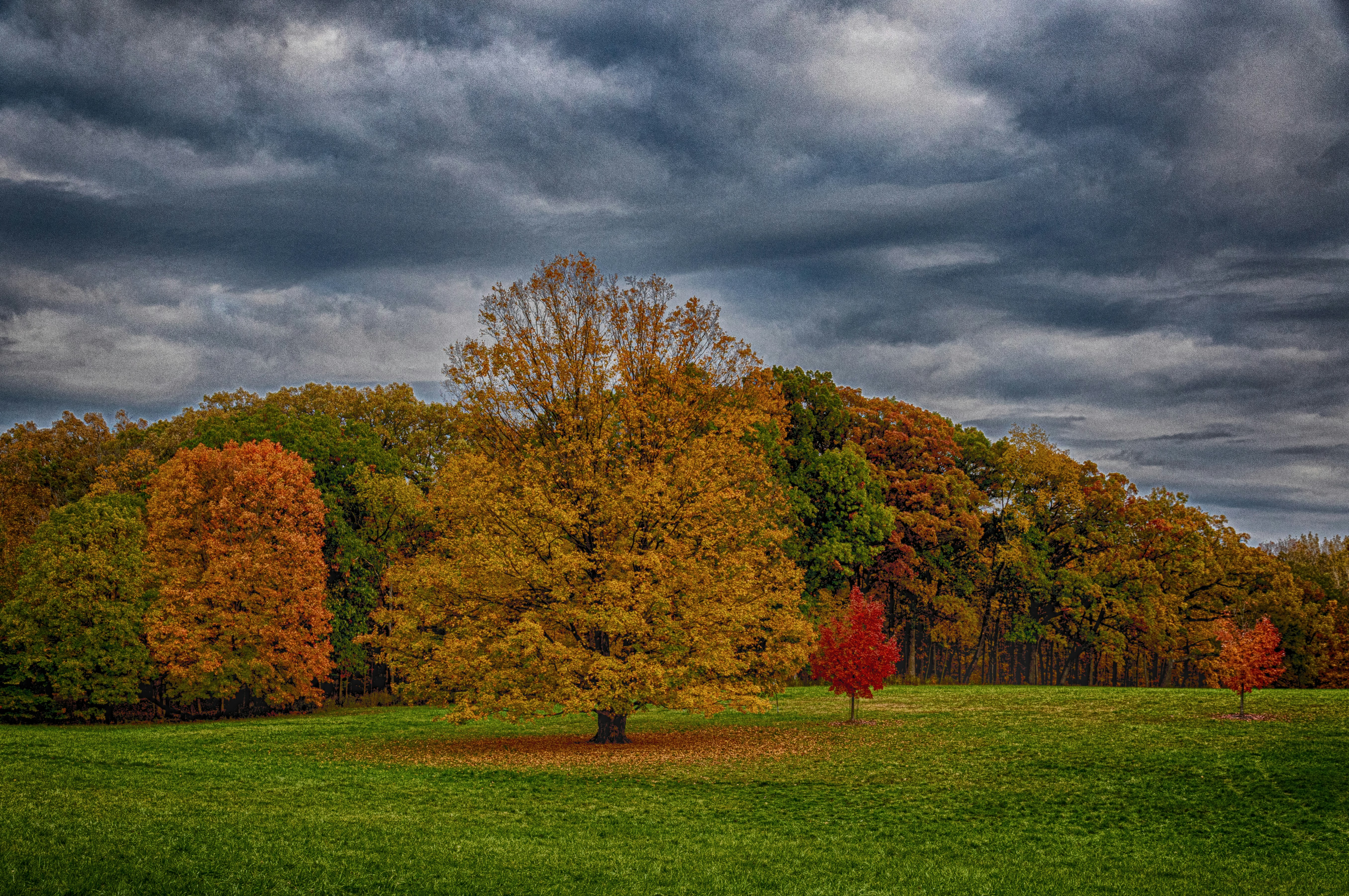 Eine große grüne Wiese mit Bäumen im Hintergrund Foto – Kostenloses Bild  zum Thema Herbst auf Unsplash, image size:3000x1994