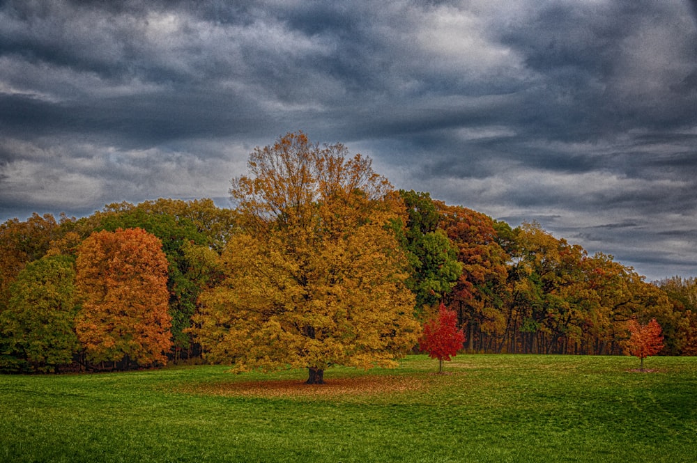 a large green field with trees in the background