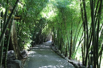 Serene bamboo forest pathway with soft natural light filtering through tall green stalks.