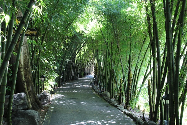 A serene bamboo forest pathway bathed in soft morning light