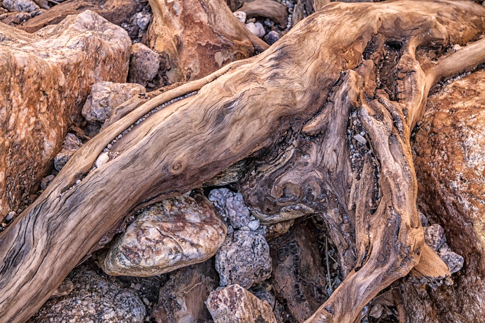 a close up of a bunch of rocks and tree branches