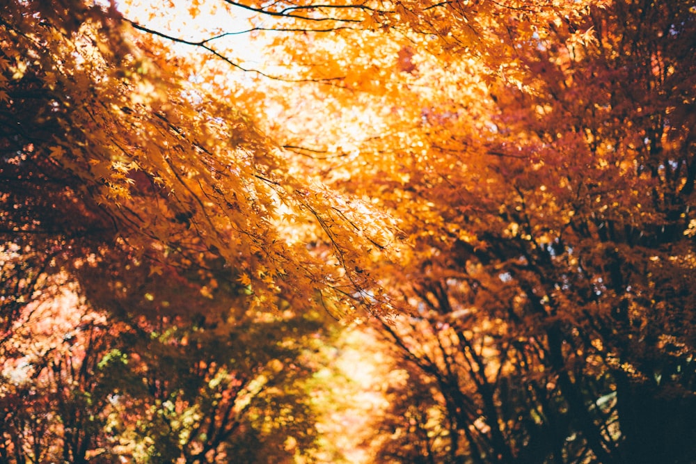 a close up of a tree