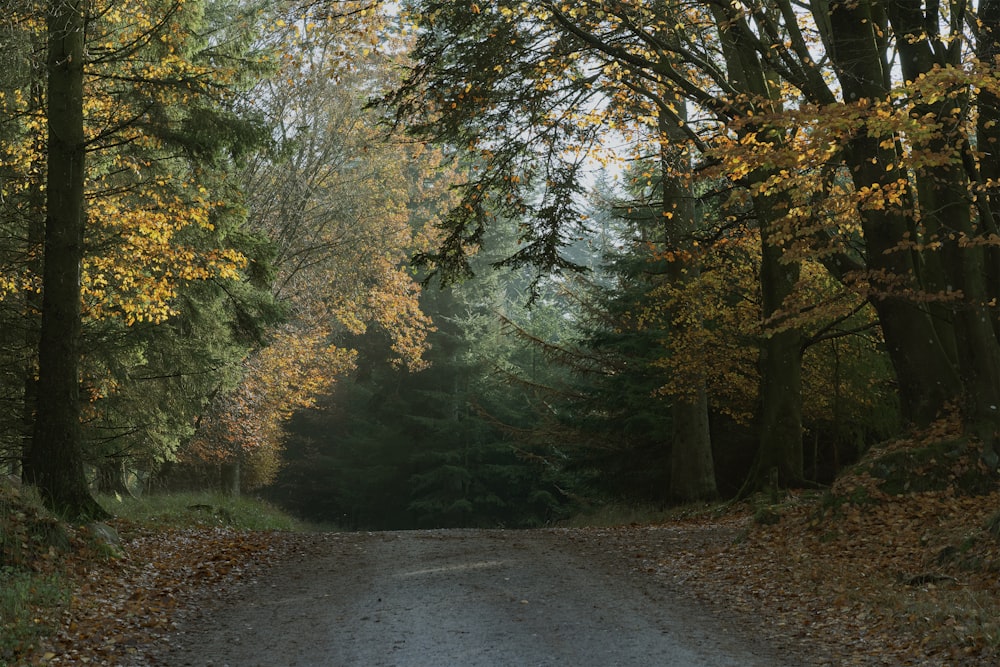 a dirt road surrounded by trees and leaves