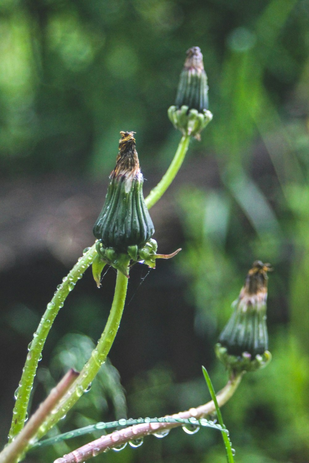 a close up of a plant with drops of water on it