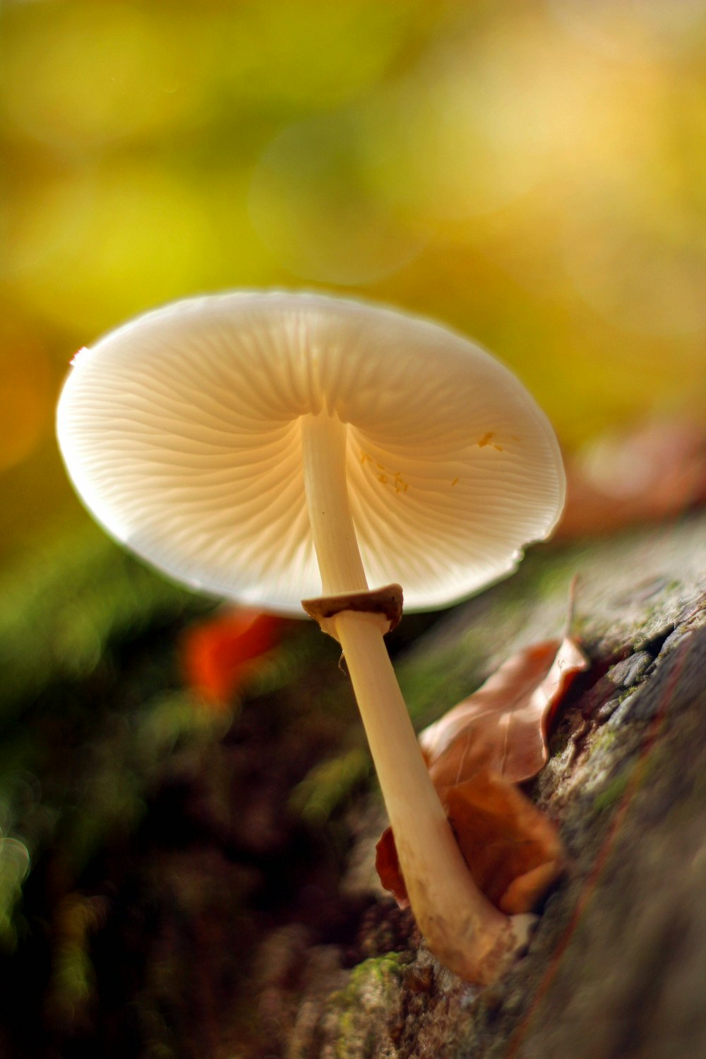 a white mushroom sitting on top of a tree trunk