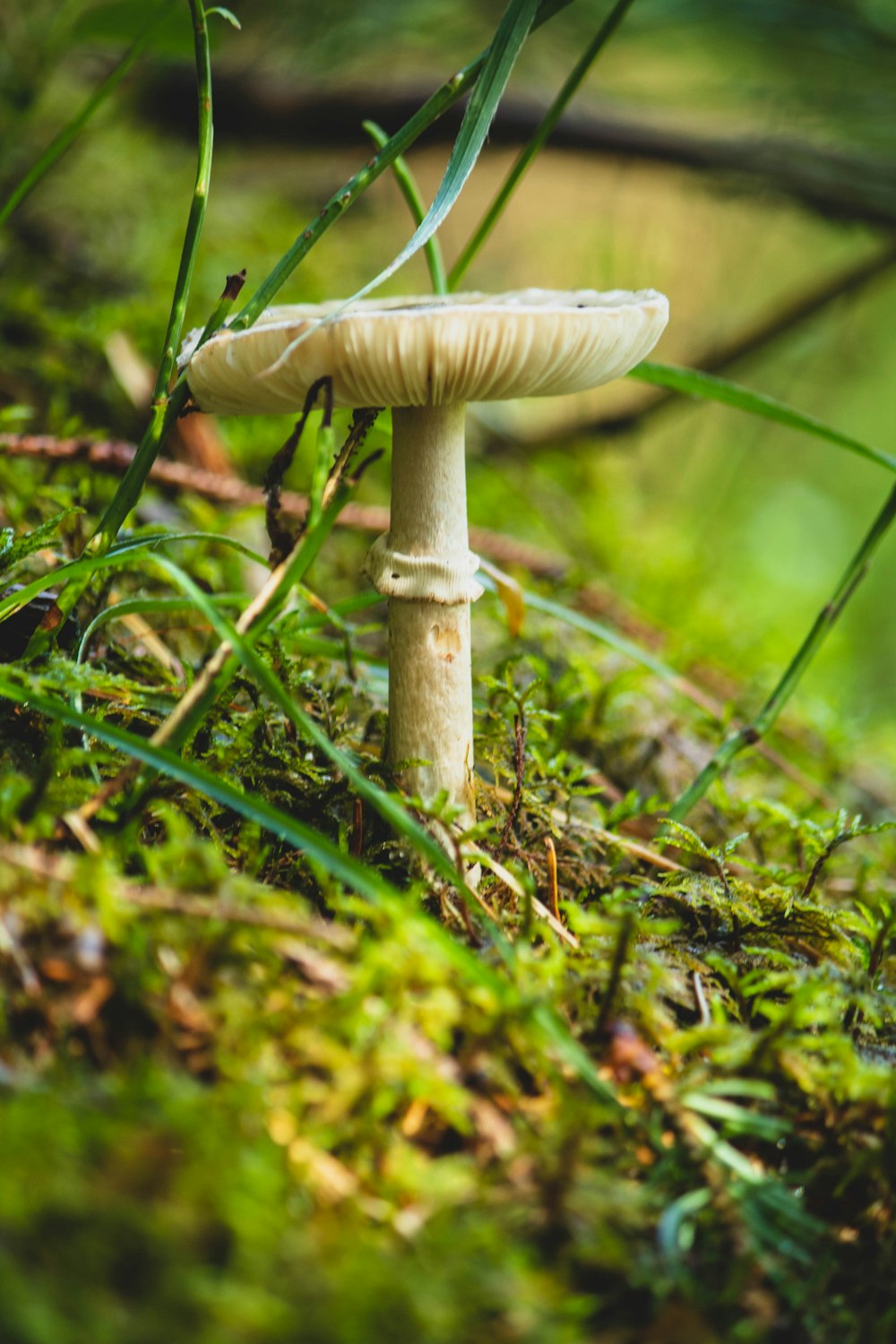 a white mushroom sitting on top of a lush green field