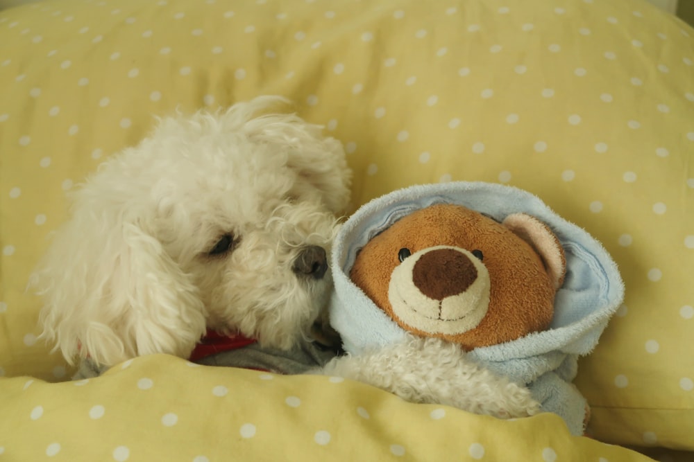 a white dog and a brown teddy bear on a bed