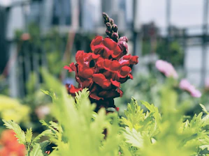 A vibrant red flower, possibly a snapdragon, stands in sharp focus against a soft, blurred background of greenery and other flowers. The flower's petals are rich and velvety, creating a striking contrast with the light green leaves surrounding it.