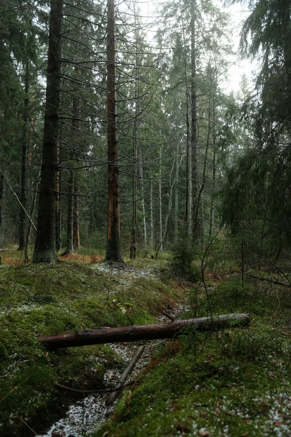 a small stream running through a forest filled with trees