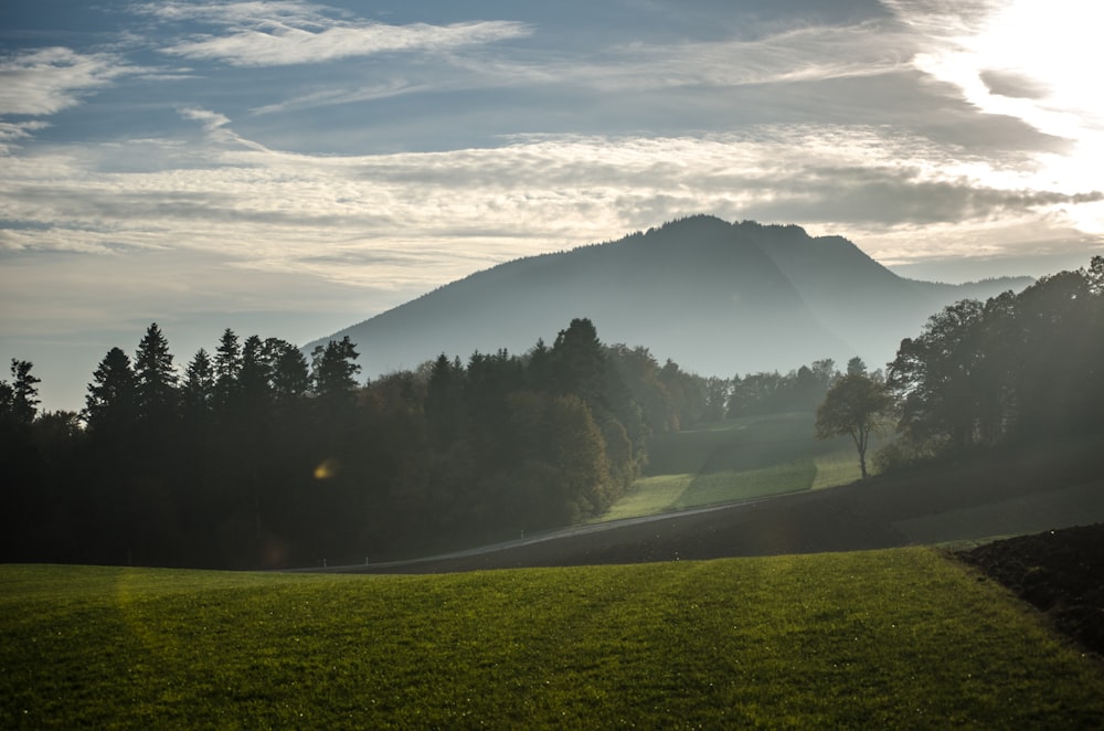 a grassy field with trees and a mountain in the background