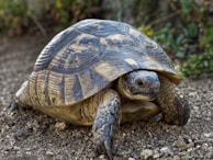a close up of a turtle on a dirt ground